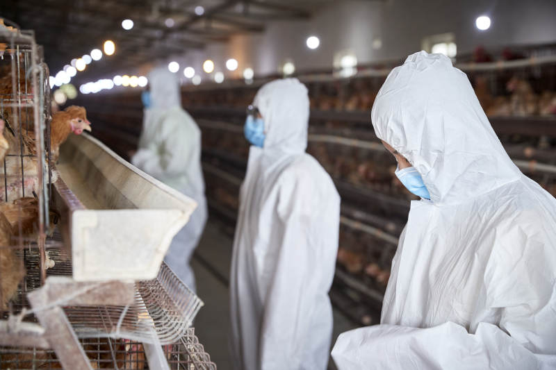 穿防护服在养鸡场认真工作的女性饲养员三人图片