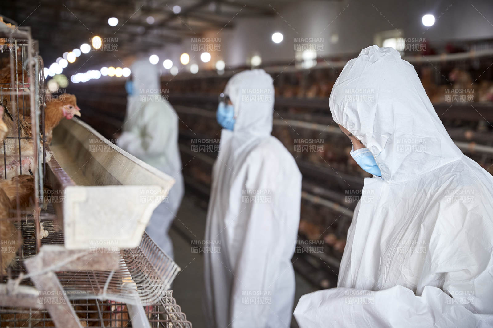穿防护服在养鸡场认真工作的女性饲养员三人图片