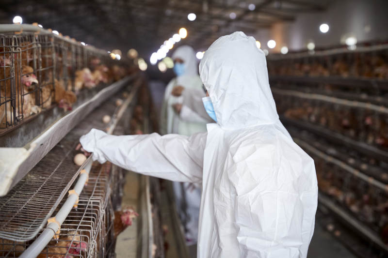 穿防护服在养鸡场认真工作的女性饲养员三人图片