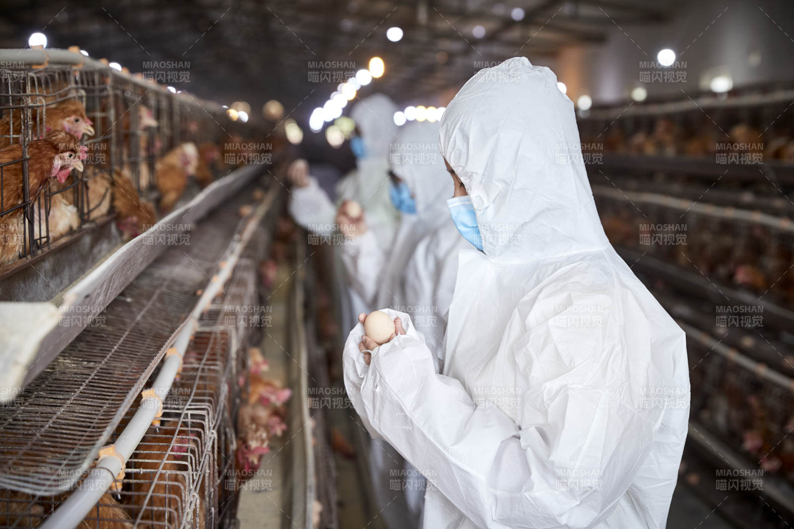 穿防护服在养鸡场认真工作的女性饲养员三人图片