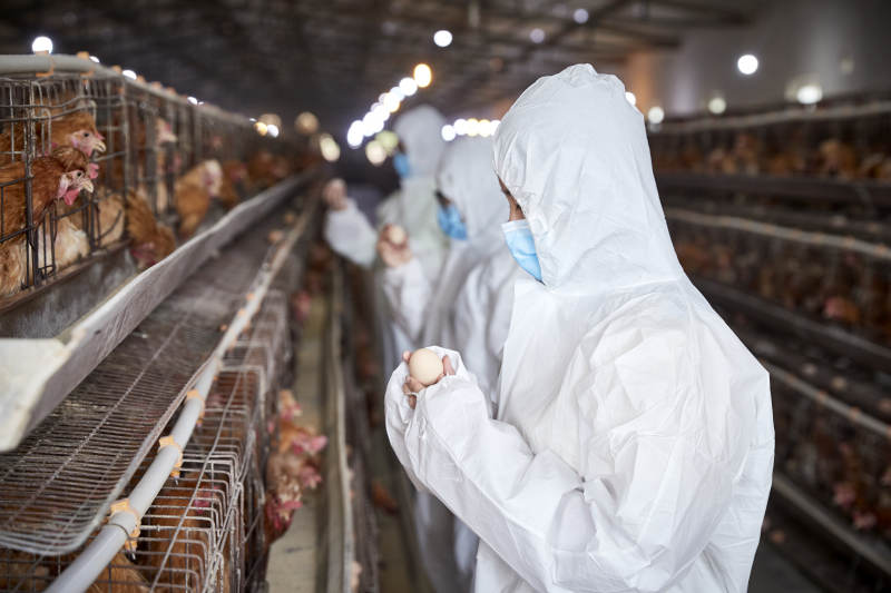 穿防护服在养鸡场认真工作的女性饲养员三人图片