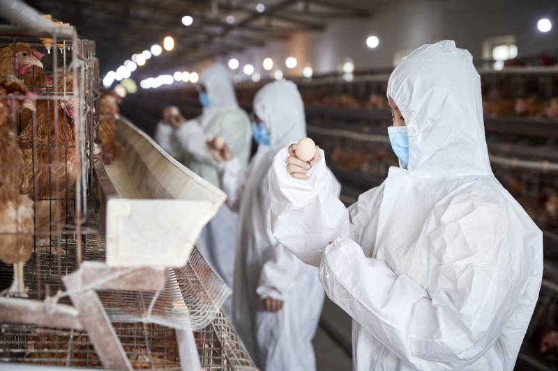 穿防护服在养鸡场认真工作的女性饲养员三人图片