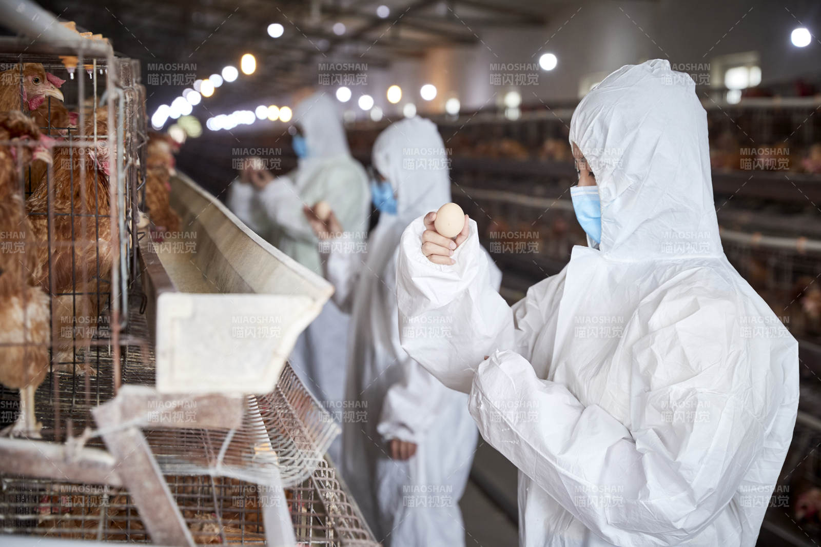 穿防护服在养鸡场认真工作的女性饲养员三人图片