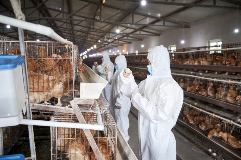 穿防护服在养鸡场认真工作的女性饲养员三人图片