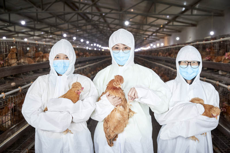 穿防护服怀抱家禽的三位女性饲养员图片