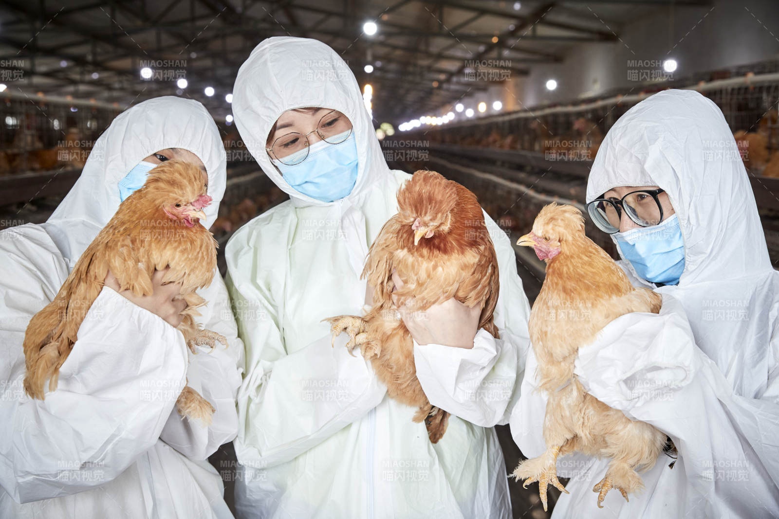 穿防护服怀抱家禽的三位女性饲养员图片