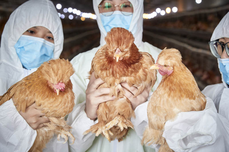 穿防护服怀抱家禽的三位女性饲养员图片
