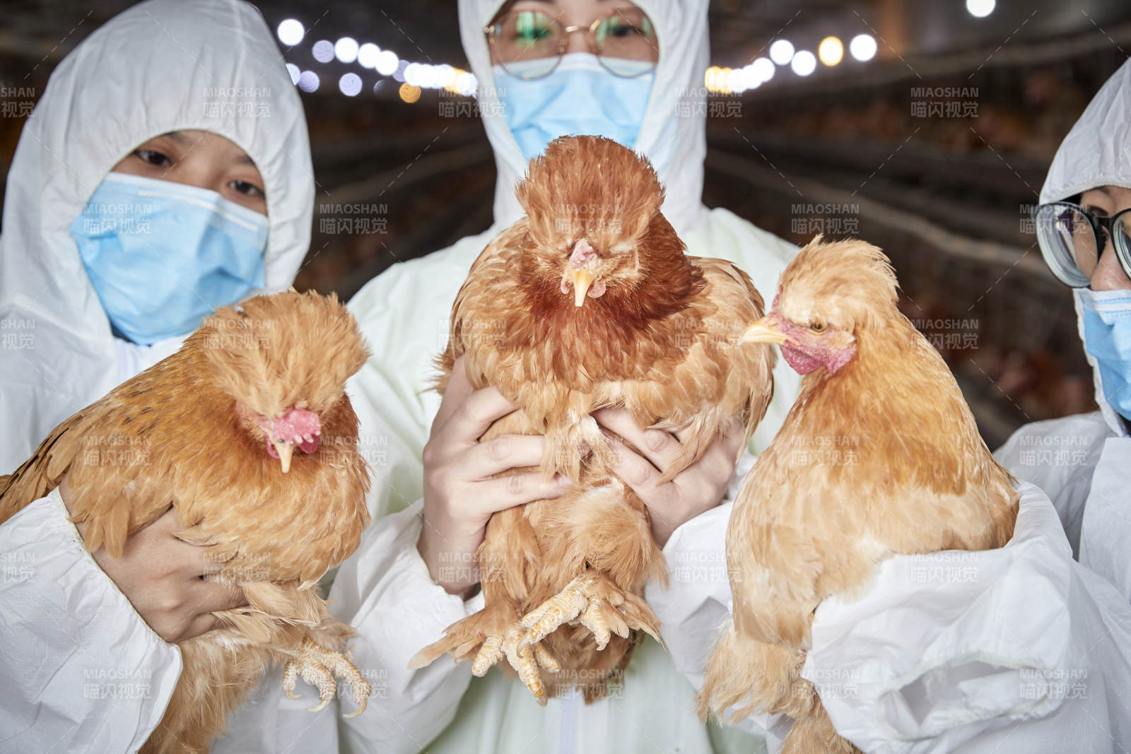 穿防护服怀抱家禽的三位女性饲养员图片