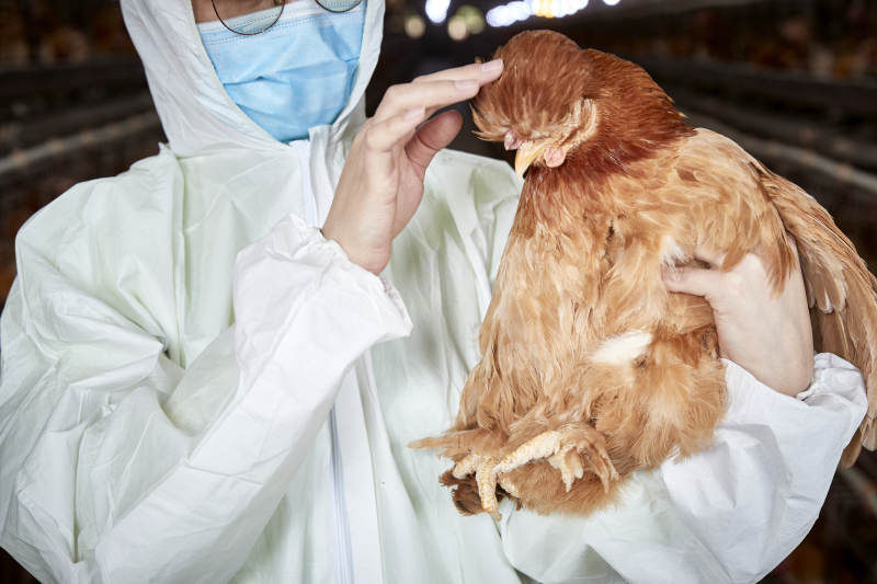 在养鸡场为家鸡检查的年轻饲养员图片