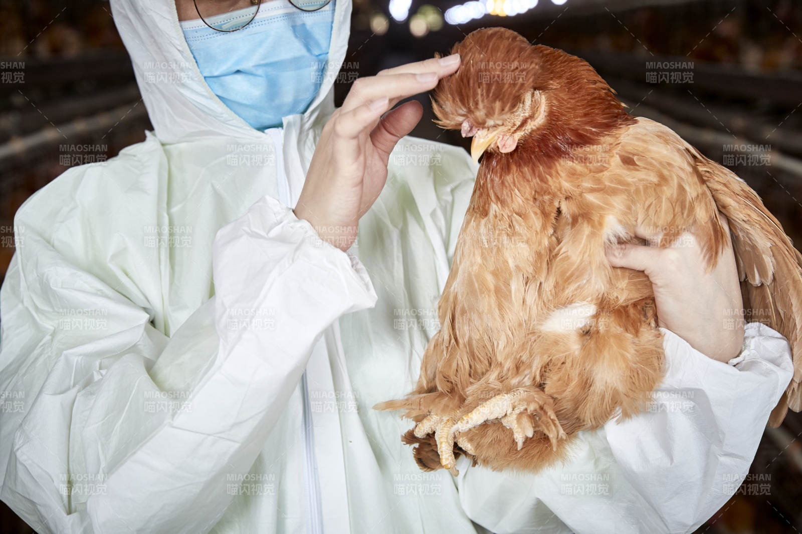 在养鸡场为家鸡检查的年轻饲养员图片