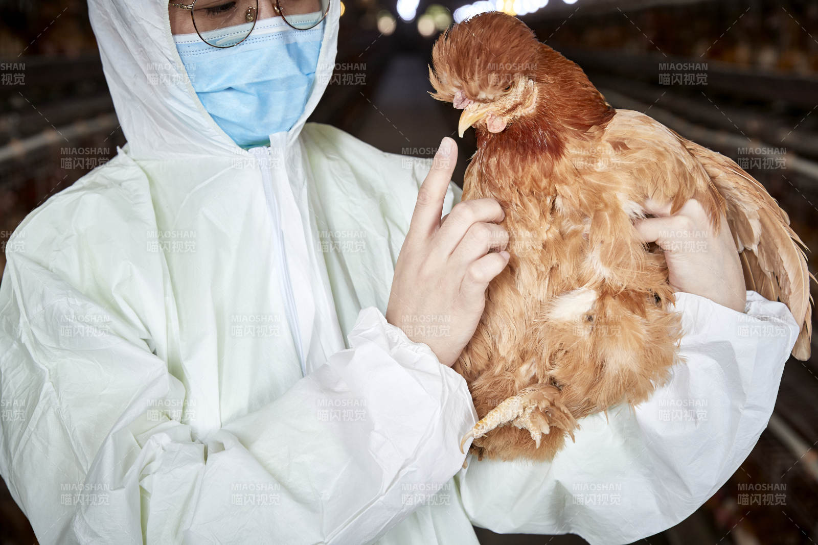 在养鸡场为家鸡检查的年轻饲养员图片