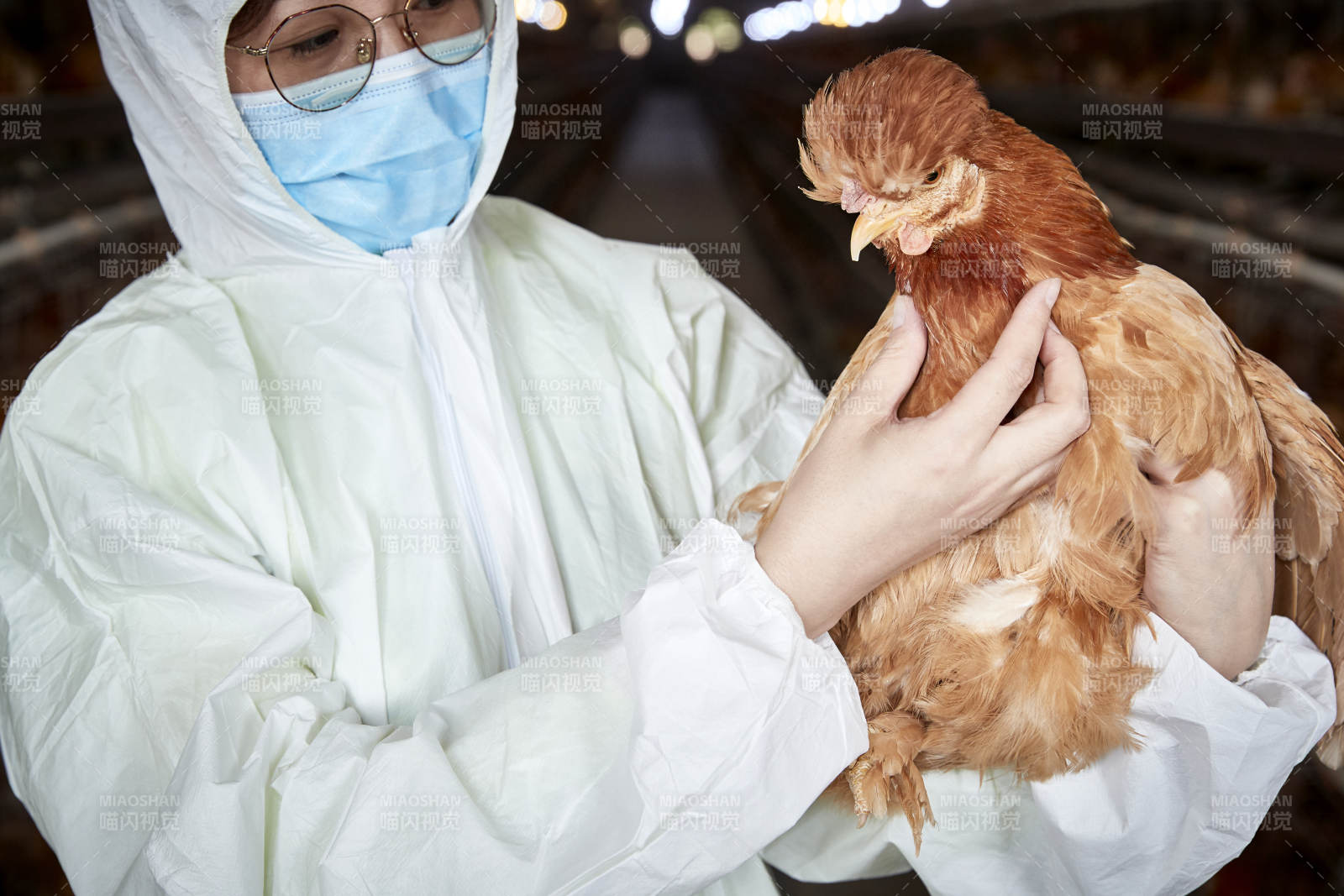 在养鸡场为家鸡检查的年轻饲养员图片