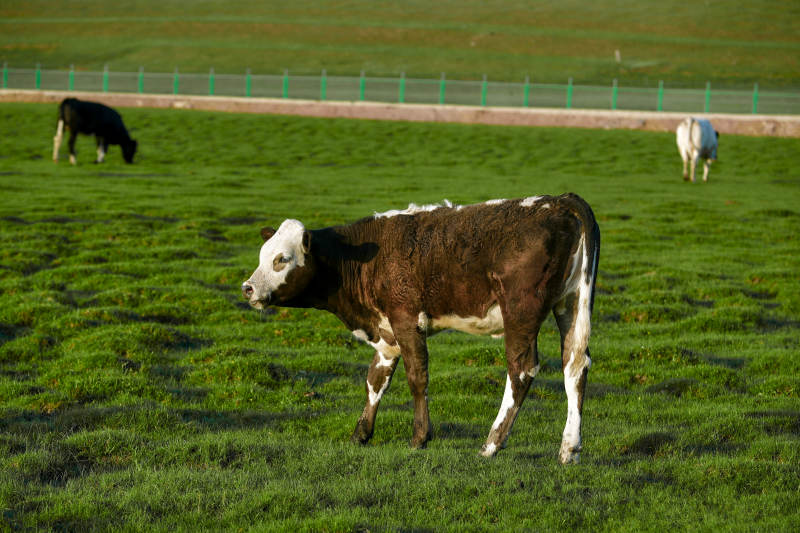 草原牧场上悠闲吃草的牛图片