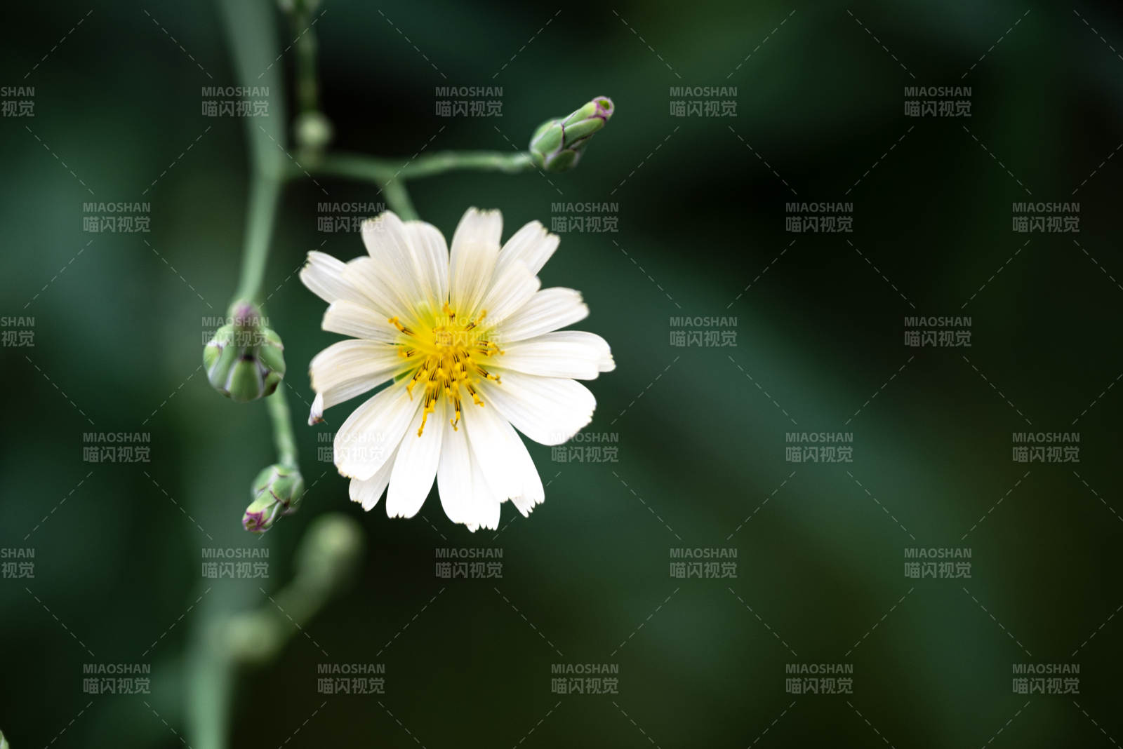 白花绽放绿意中图片