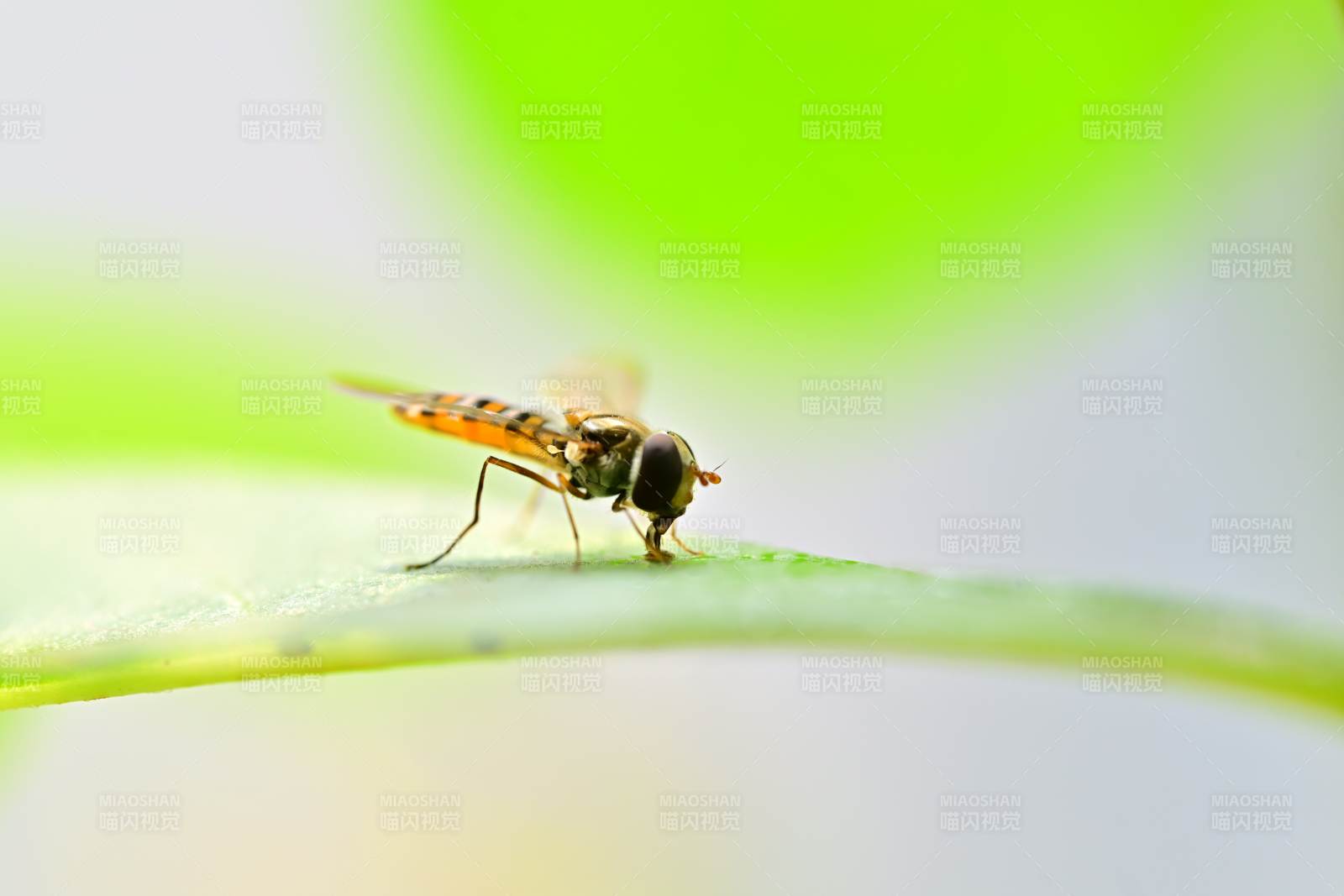 叶上小飞虫图片