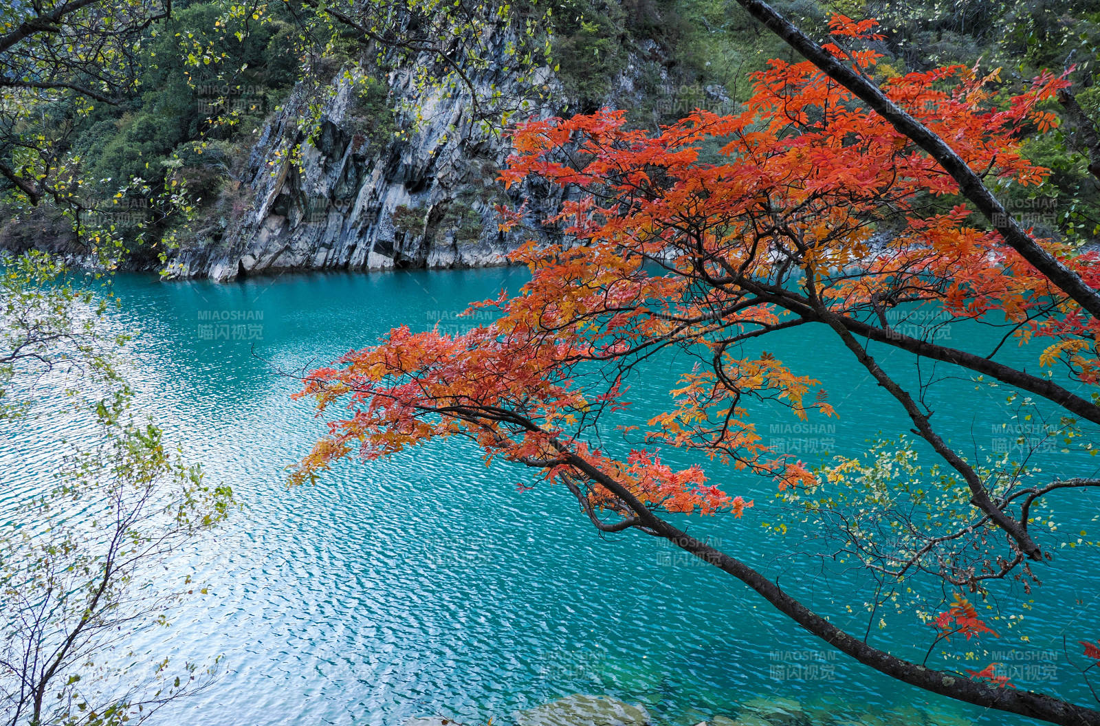 秋湖映红叶图片