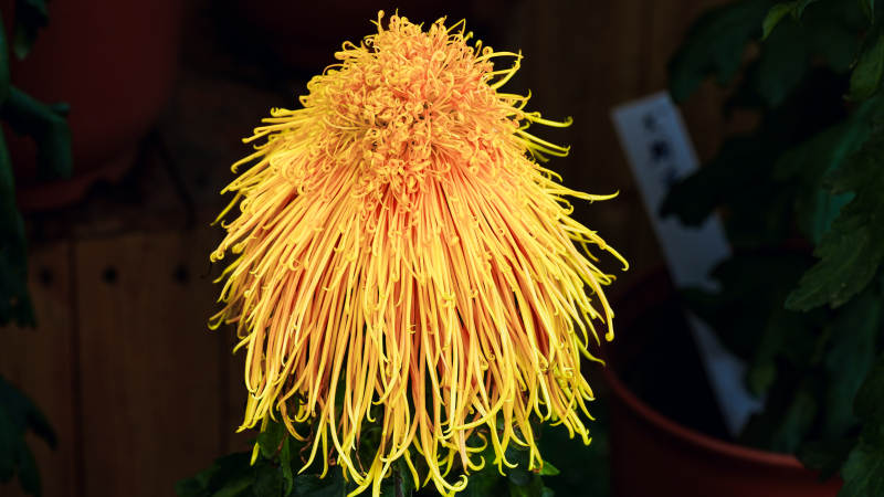 金丝菊绽放图片