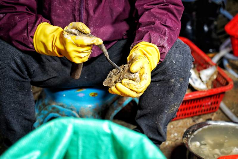 戴黄手套处理生蚝图片