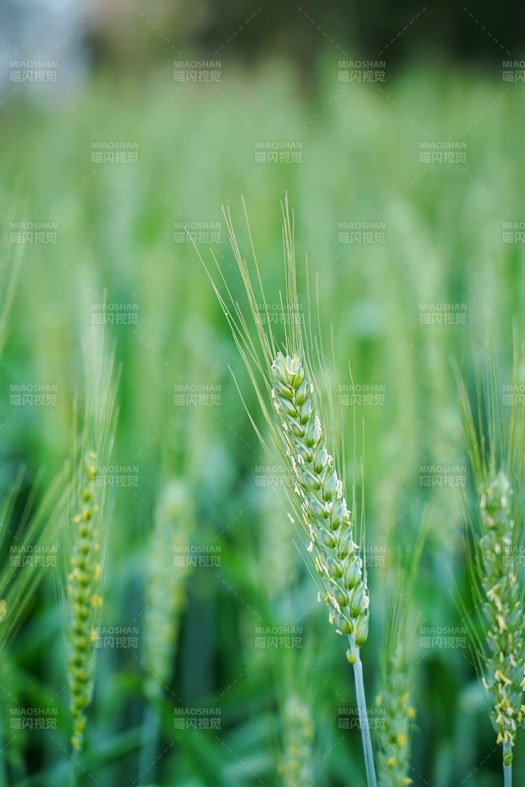 绿麦穗迎风摇曳图片