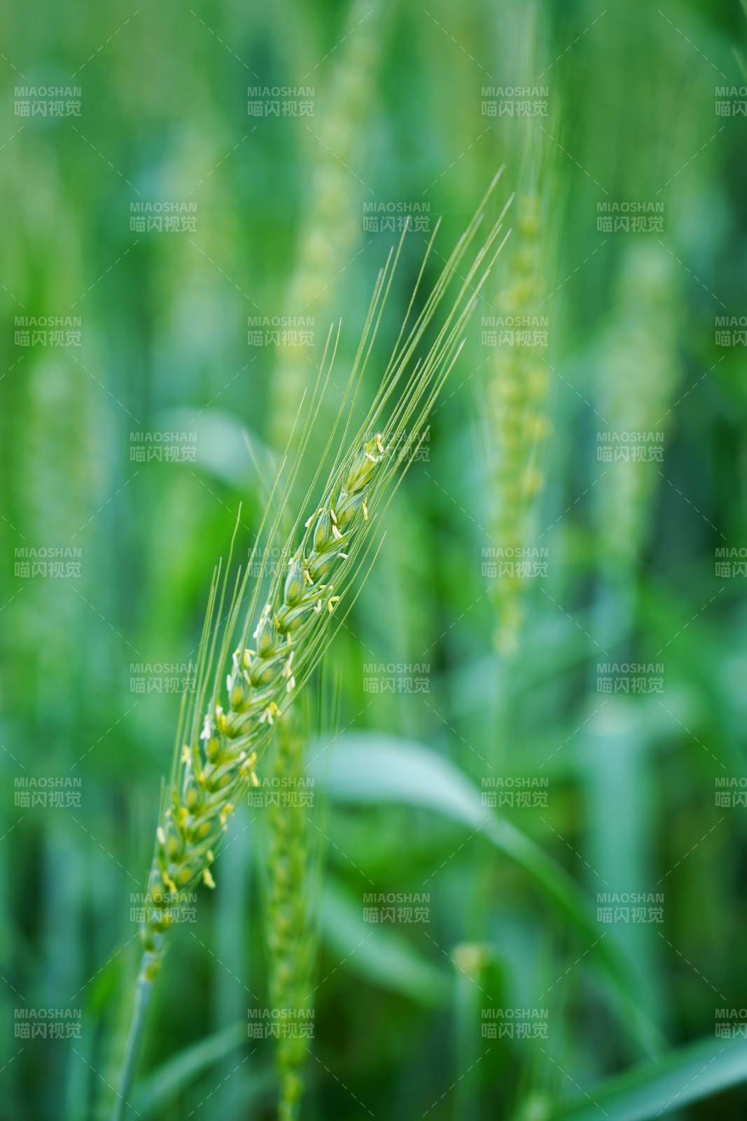 绿麦穗特写图片