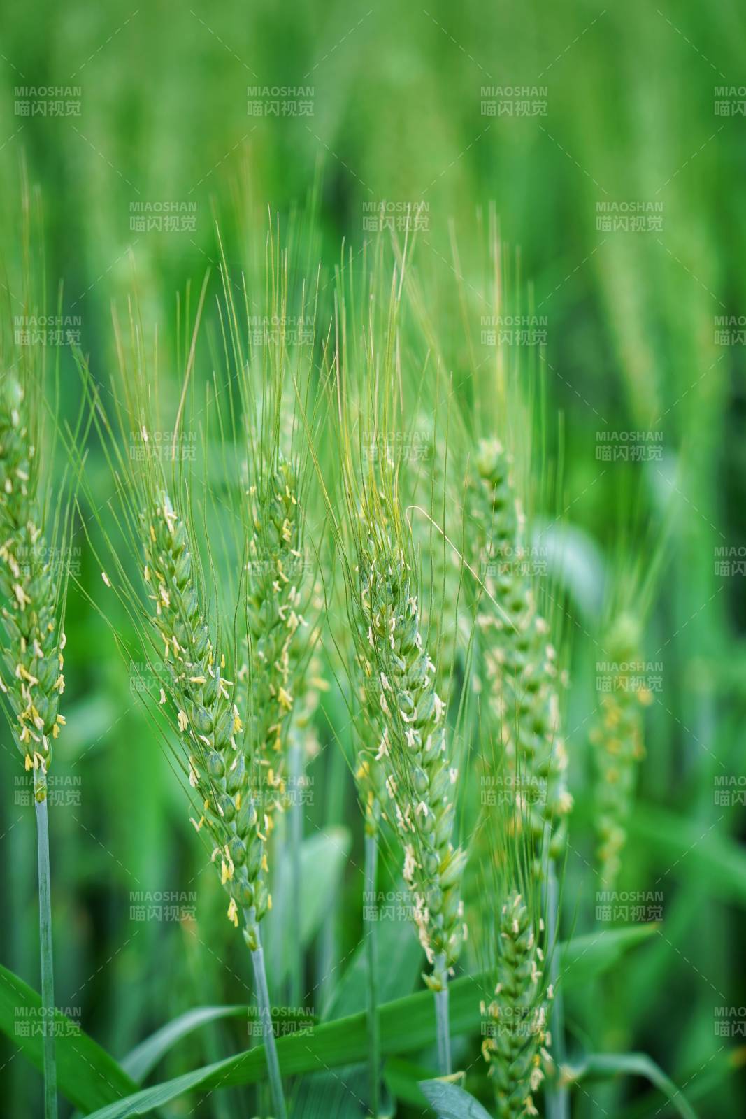 绿意盎然的麦穗图片