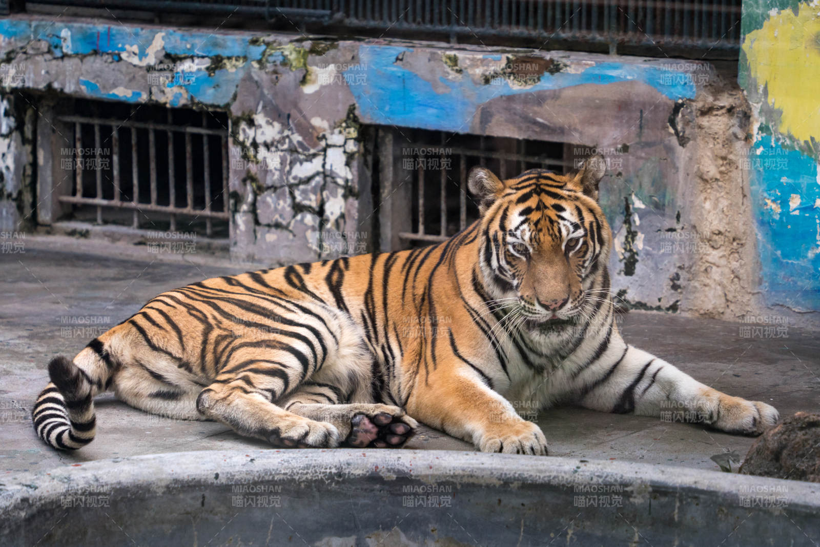 老虎卧石阶静观图片