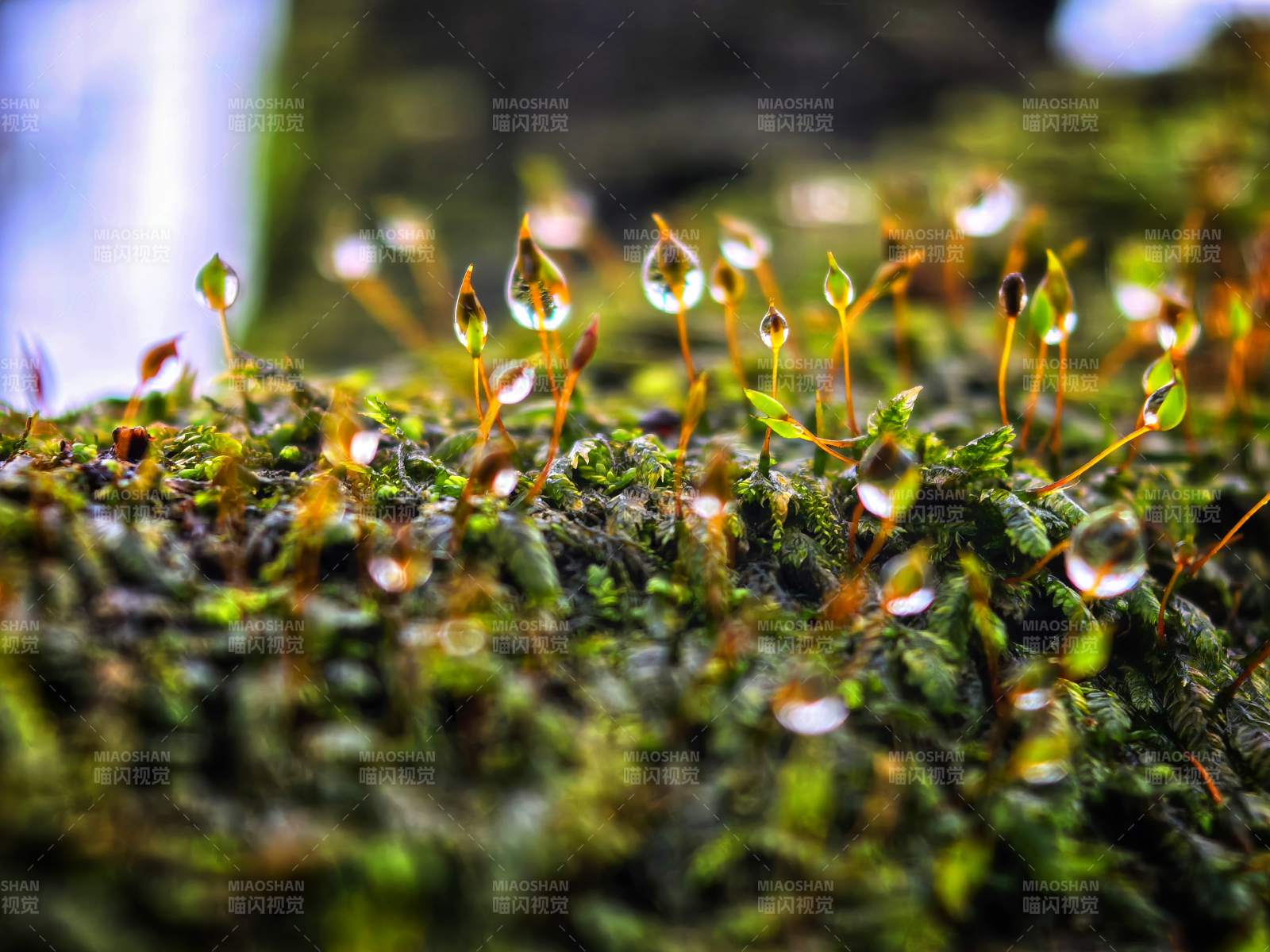 露珠点缀青苔图片