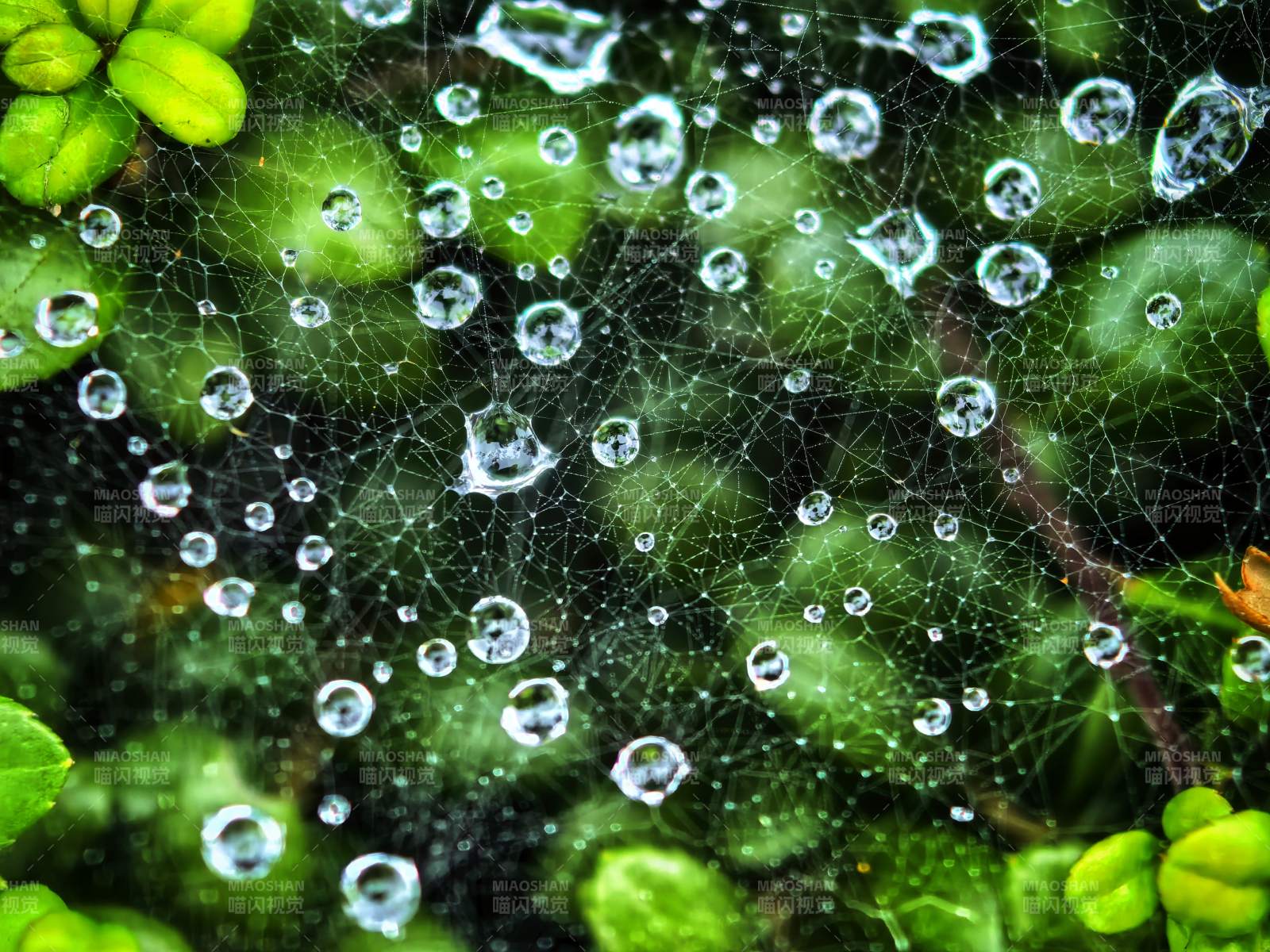 露珠缀网 绿意盎然图片