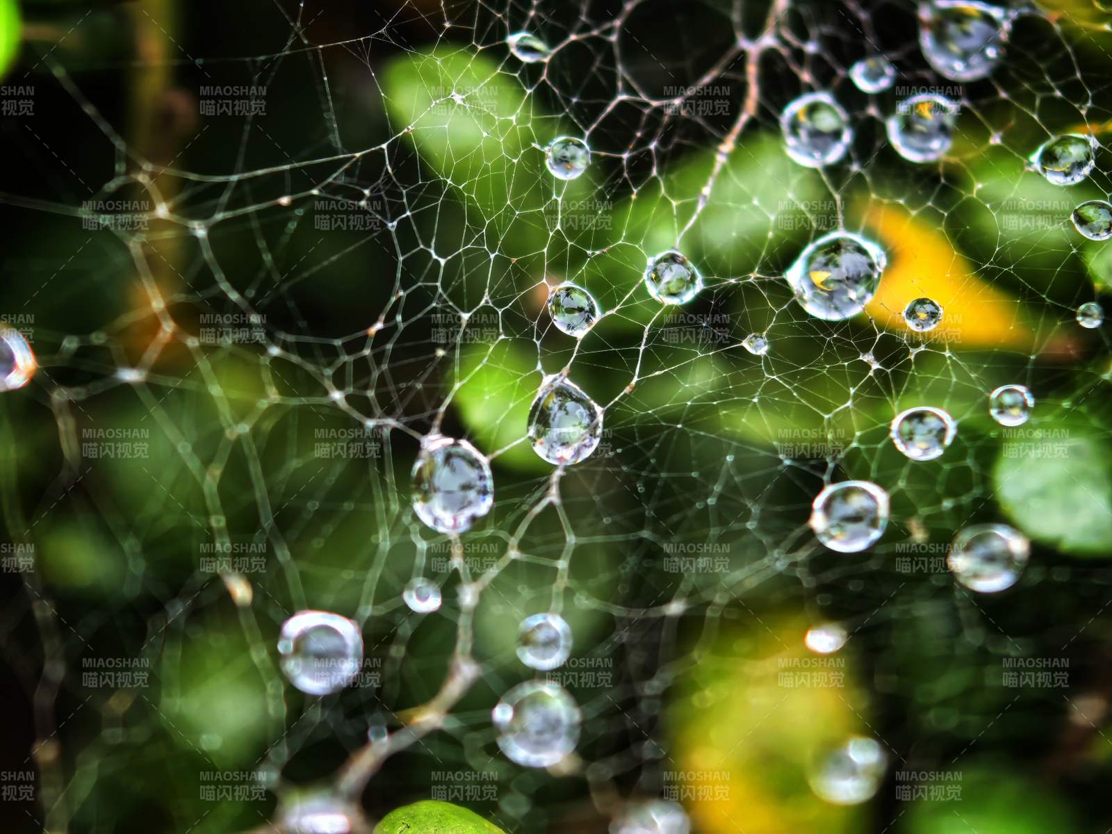 露珠缀网 晶莹剔透图片