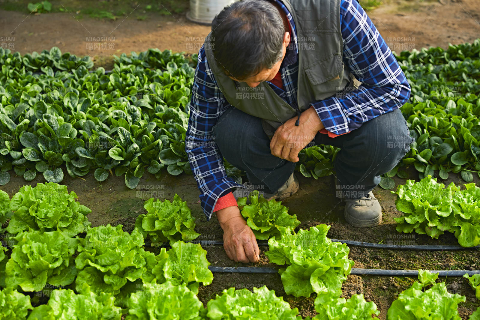 冬季在种植绿色蔬菜大棚工作的农民伯伯图片