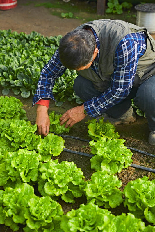 冬季在种植绿色蔬菜大棚工作的农民伯伯图片