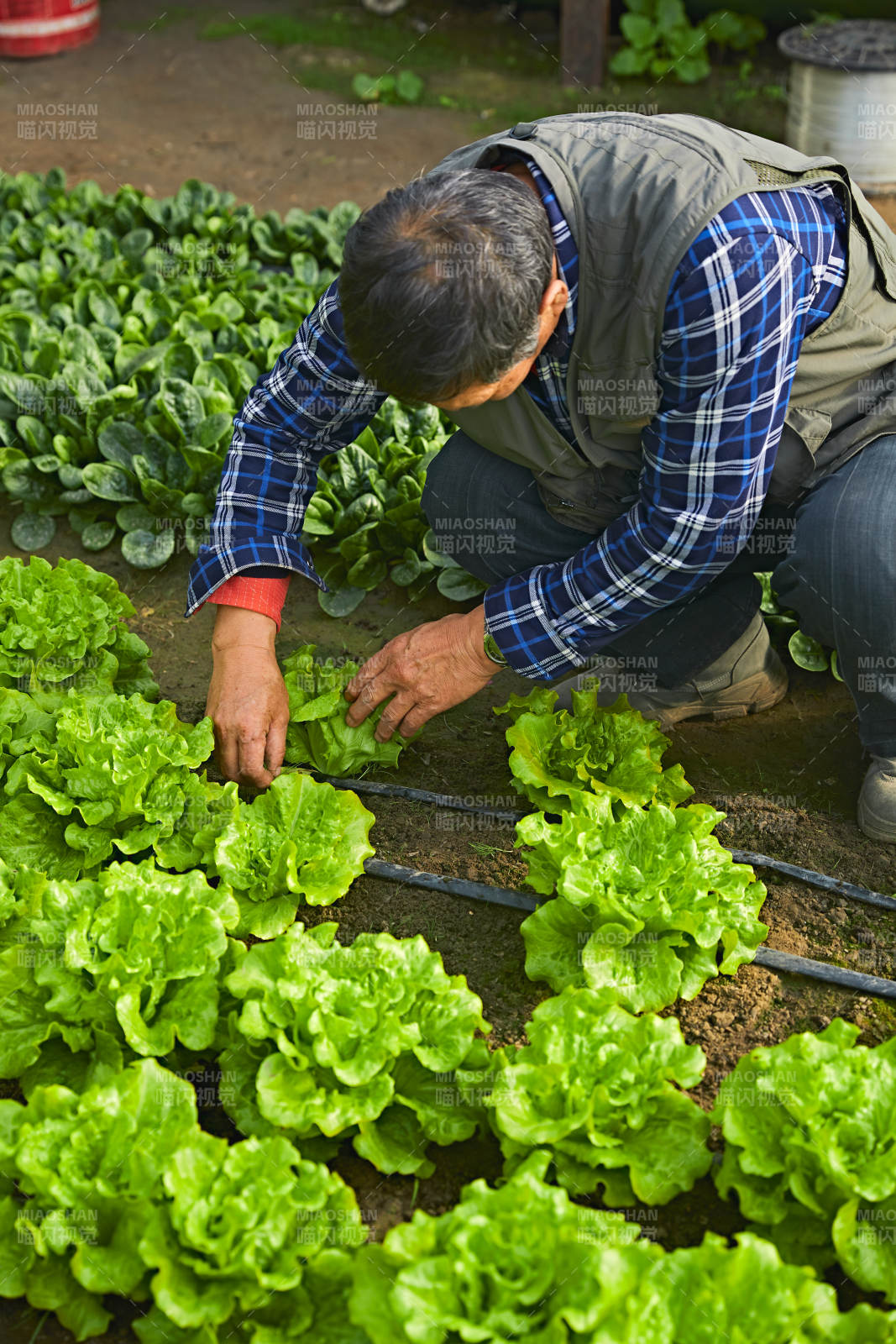 冬季在种植绿色蔬菜大棚工作的农民伯伯图片