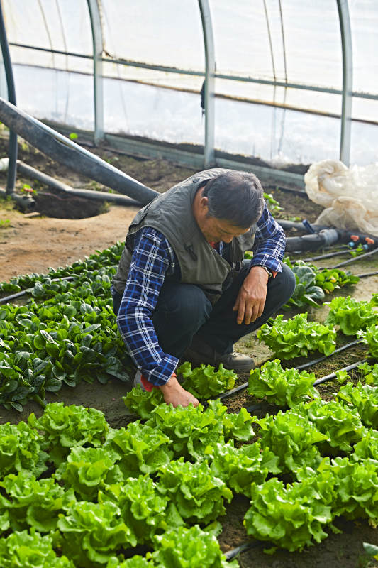 冬季在种植绿色蔬菜大棚工作的农民伯伯图片