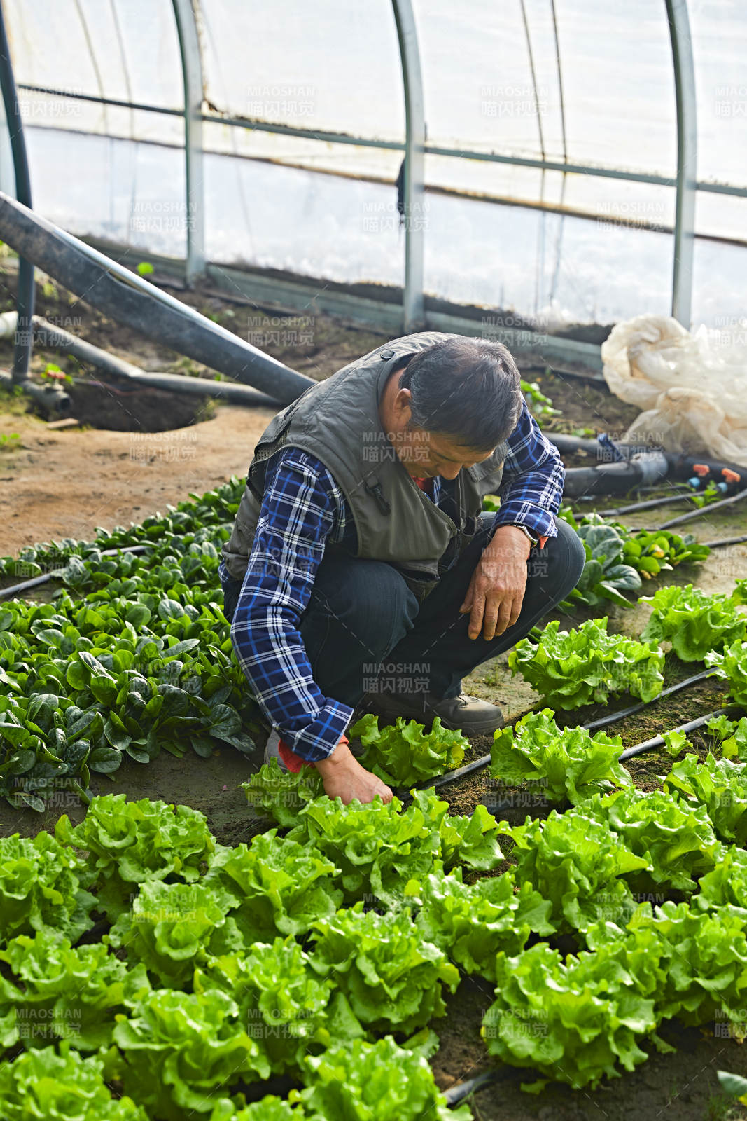 冬季在种植绿色蔬菜大棚工作的农民伯伯图片