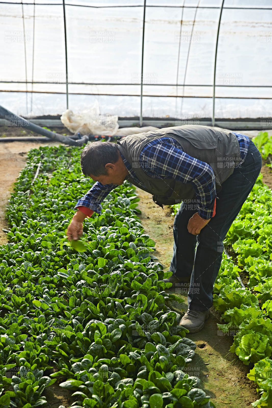 冬季在种植绿色蔬菜大棚工作的农民伯伯图片