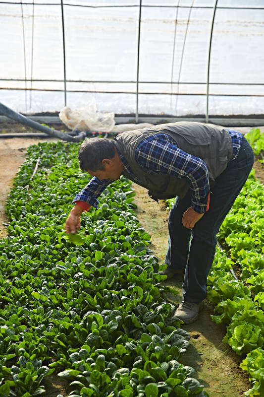 冬季在种植绿色蔬菜大棚工作的农民伯伯图片