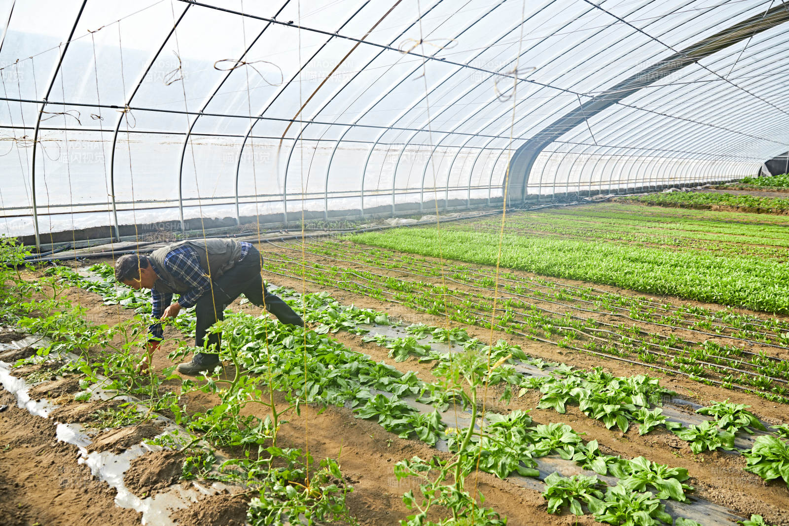 冬季在种植绿色蔬菜大棚工作的农民伯伯图片