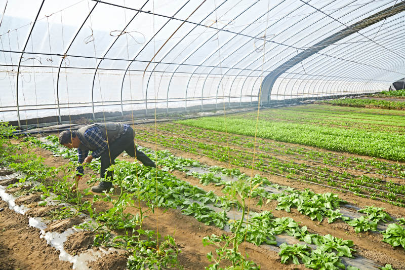 冬季在种植绿色蔬菜大棚工作的农民伯伯图片