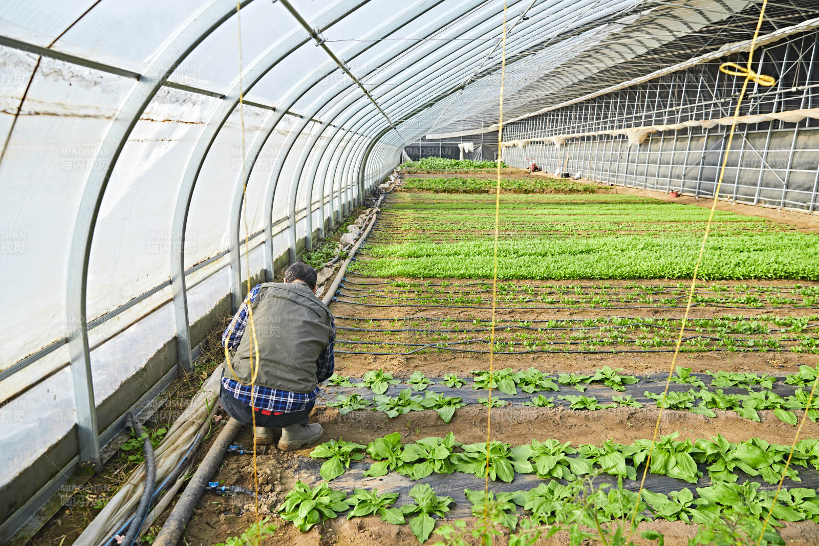 冬季在种植绿色蔬菜大棚工作的农民伯伯图片