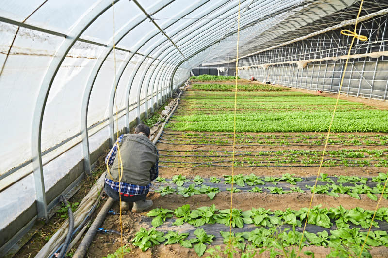 冬季在种植绿色蔬菜大棚工作的农民伯伯图片