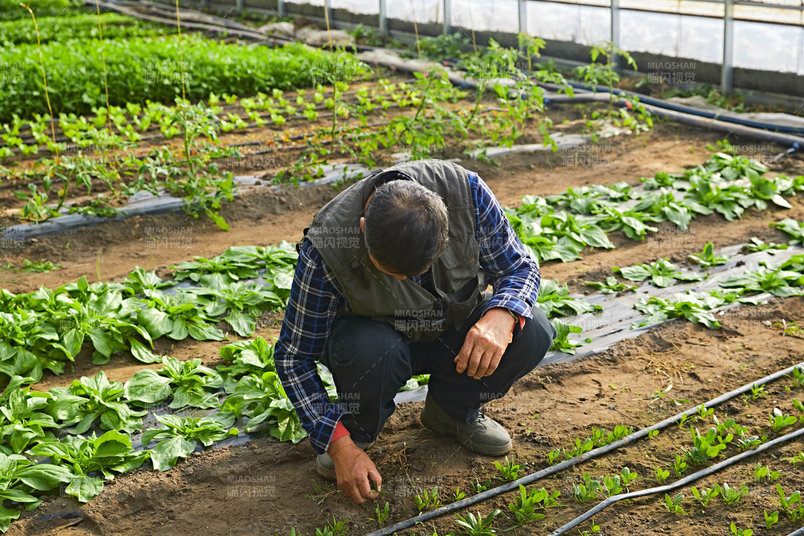 冬季在种植绿色蔬菜大棚工作的农民伯伯图片