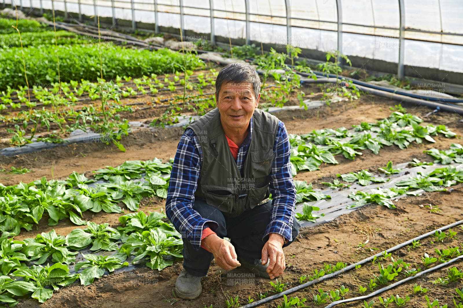 冬季在种植绿色蔬菜大棚工作的农民伯伯图片