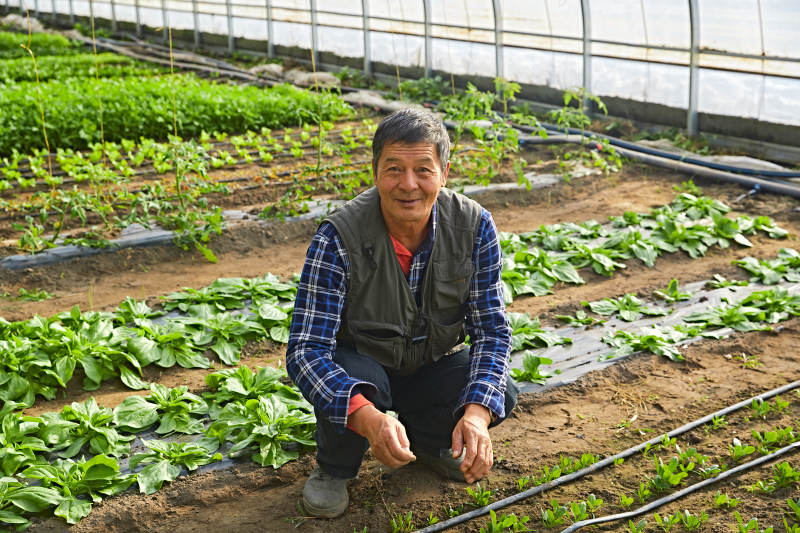 冬季在种植绿色蔬菜大棚工作的农民伯伯图片