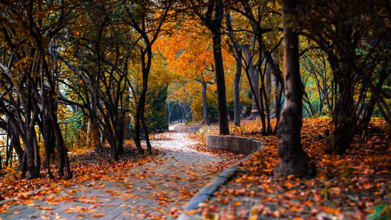 秋日林间小径图片