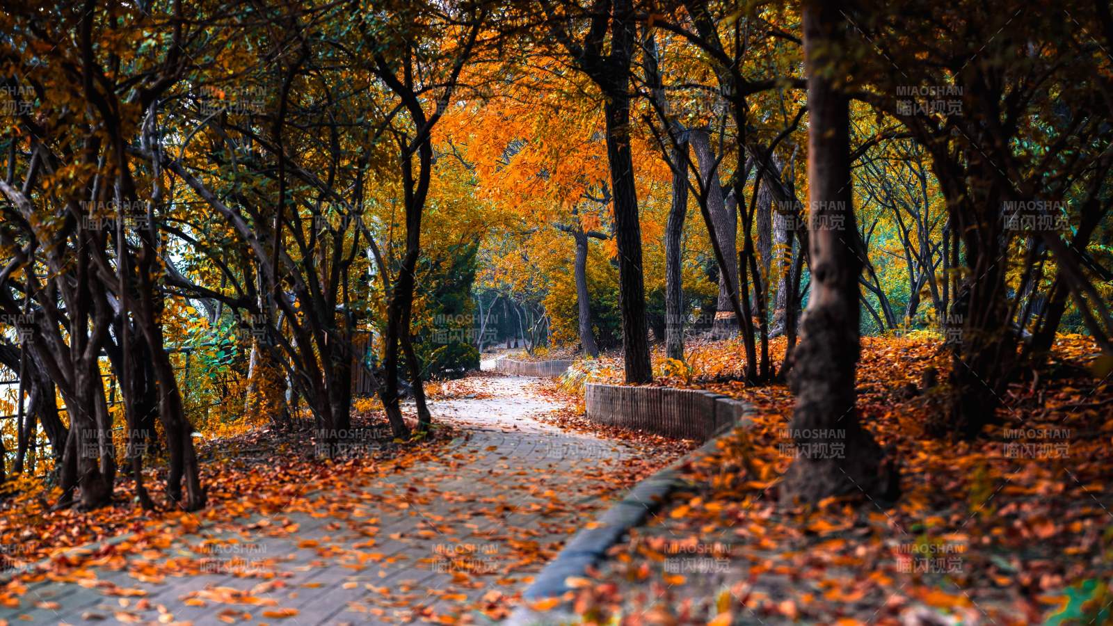 秋日林间小径图片