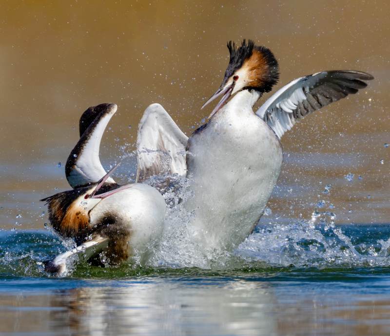 䴙䴘争斗瞬间图片