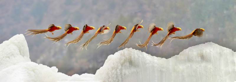 飞鸟掠雪峰图片