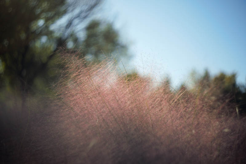 粉黛乱子草随风舞图片