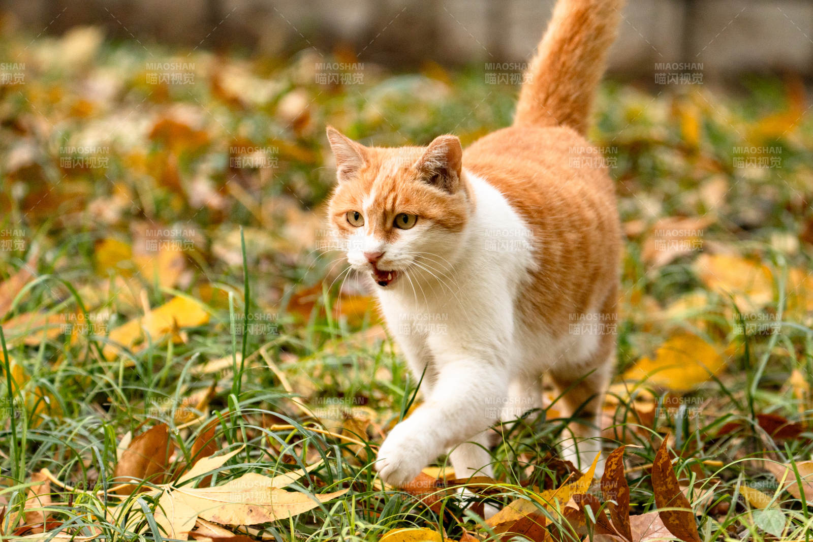 秋叶中奔跑的猫咪图片