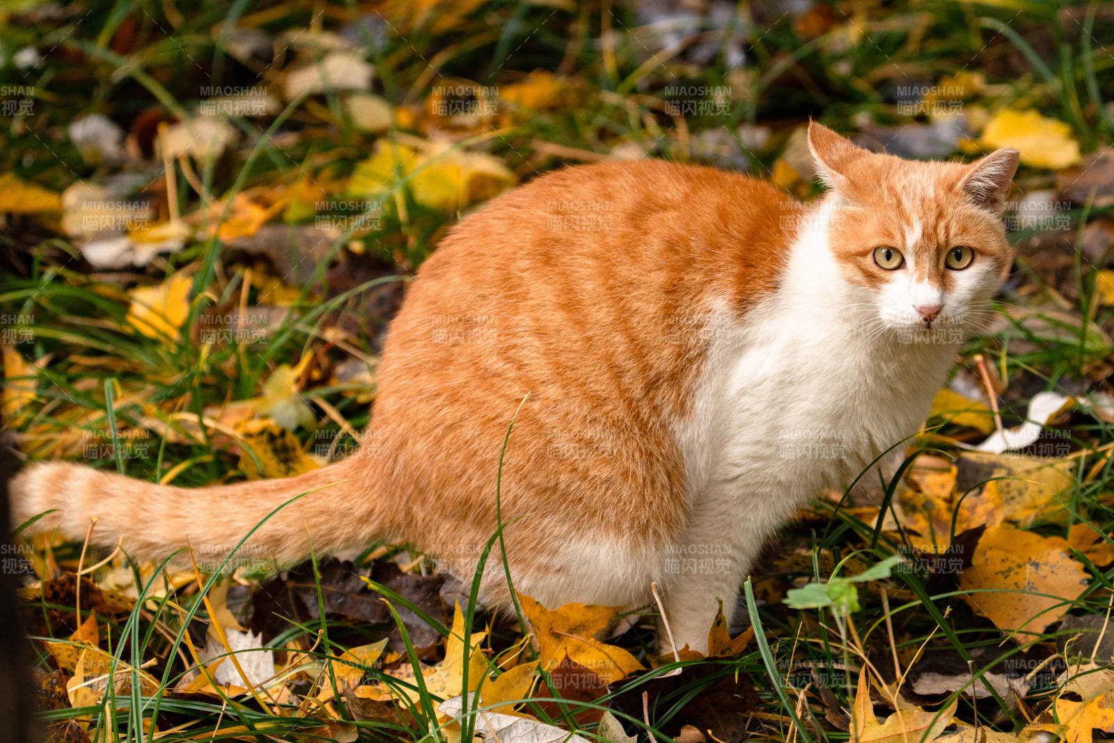 秋叶中的橙白猫图片